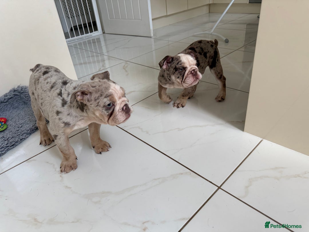 English Bulldog dogs for sale: One gorgeous female left 🐶  in Billericay - Image 14