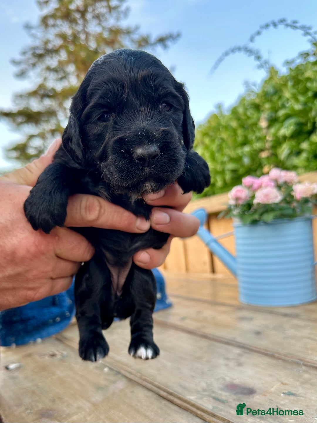 Mixed Breed dogs for sale: Gorgeous litter of 8 x F1 Sprocker Spaniels - Image 37
