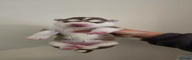 Siberian Husky 5