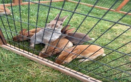 Rex rabbits for sale: Rex rabbits for sale - Image 2