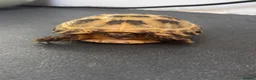 Tortoise reptiles for sale: Horsefield tortoise complete with home in Peterborough - Advert 7