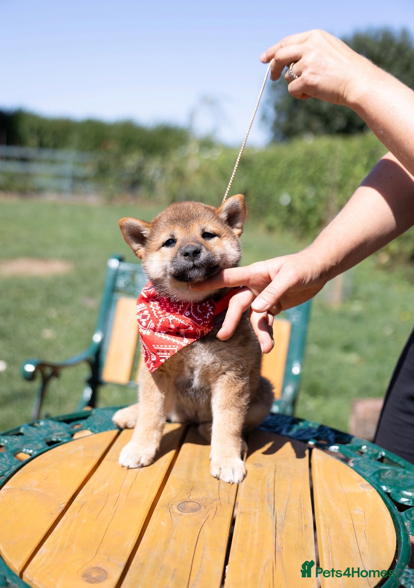 Japanese Shiba Inu dogs Outstanding original Japanese Shiba Inu puppies  - Advert 2