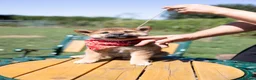 Japanese Shiba Inu dogs for sale: Outstanding original Japanese Shiba Inu puppies  - Advert 10