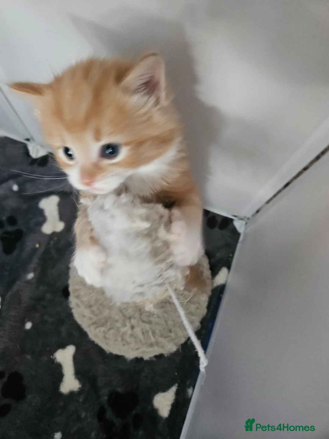 Mixed Breed cats for sale: Adorable fluffy ginger kittens in Crowthorne - Advert 16