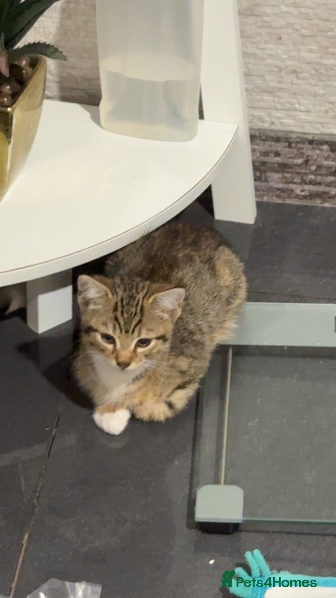 Mixed Breed cats Beautiful baby kittens for sale  - Advert 3
