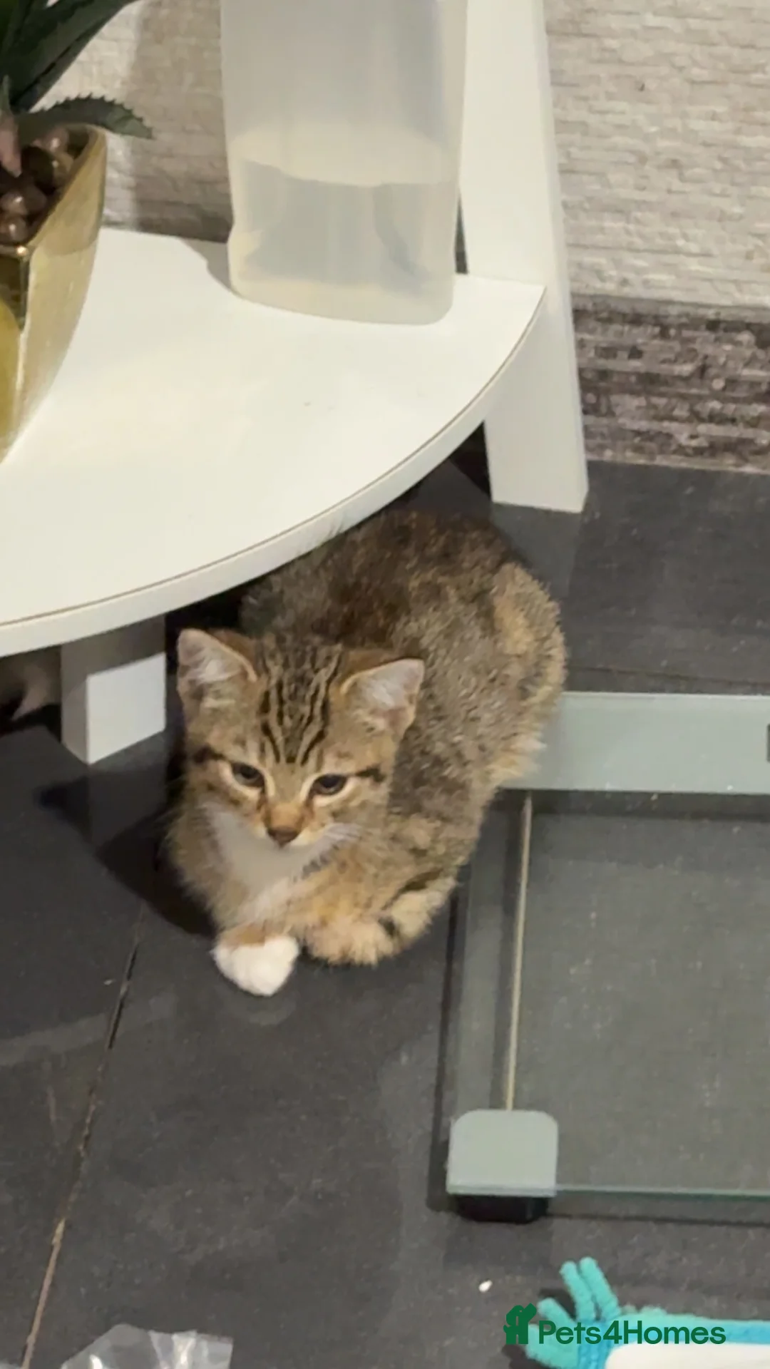 Mixed Breed cats for sale: Beautiful baby kittens for sale  - Advert 1