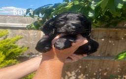 Cocker Spaniel dogs for stud: Show type cocker spaniel in Braintree - Image 15