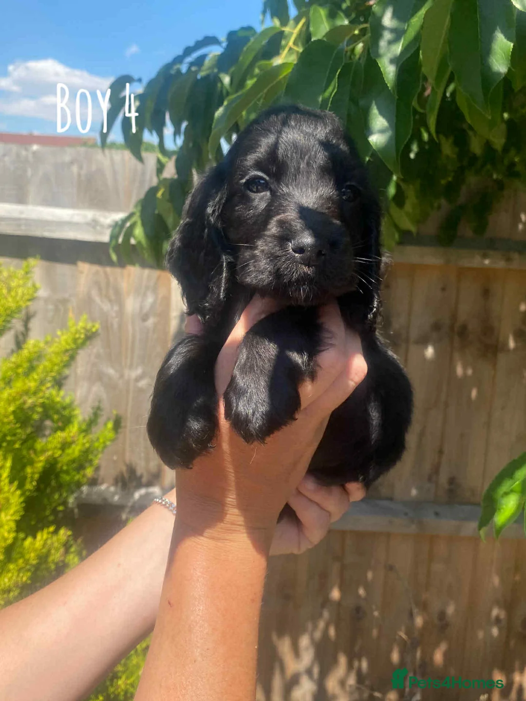 Cocker Spaniel dogs for stud: Show type cocker spaniel in Braintree - Advert 15