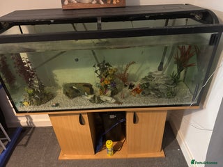 Fancy Goldfish fish Fancy gold fish x4 - Advert 1