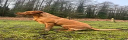 Labrador Retriever dogs for sale: Stunning dark red Labrador pups - Advert 3