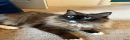 Ragdoll cats for sale: Registered Ragdoll Kittens for Sale - Advert 9