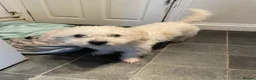 Cavachon dogs for sale: Very loving dog - Advert 2