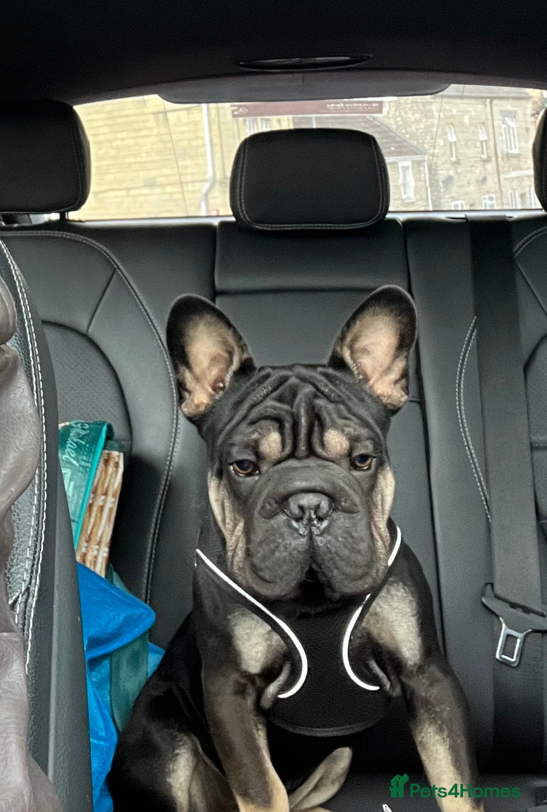 French Bulldog dogs for sale: French Bulldog Tyson, Adoption ❤️ - Advert 4
