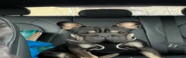French Bulldog 9