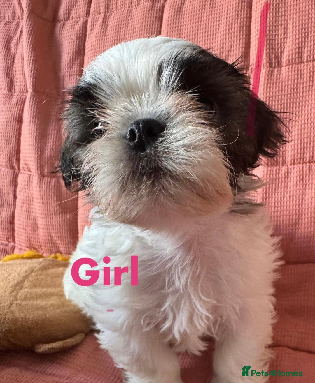 Shih Tzu dogs for sale: Shih Tzu puppies for sale 3/boys 1/girl - Image 2