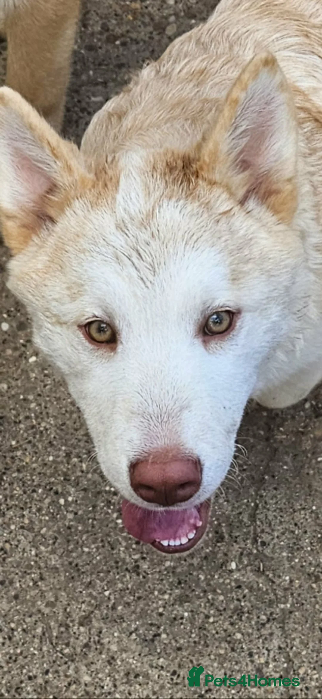 Siberian Husky dogs for sale: Fantastic chowski puppies 4 months old  - Advert 8