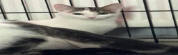 Domestic Shorthair cats for adoption: Playful Kittens- Adopt from Cats In Crisis EastLdn - Advert 5