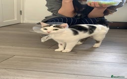Domestic Shorthair cats for sale: Domestic Cow-Patterned Female Cat found Loving - Image 12