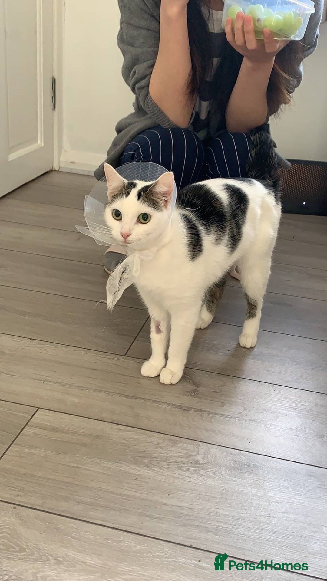 Domestic Shorthair cats for sale: Domestic Cow-Patterned Female Cat found Loving - Image 12