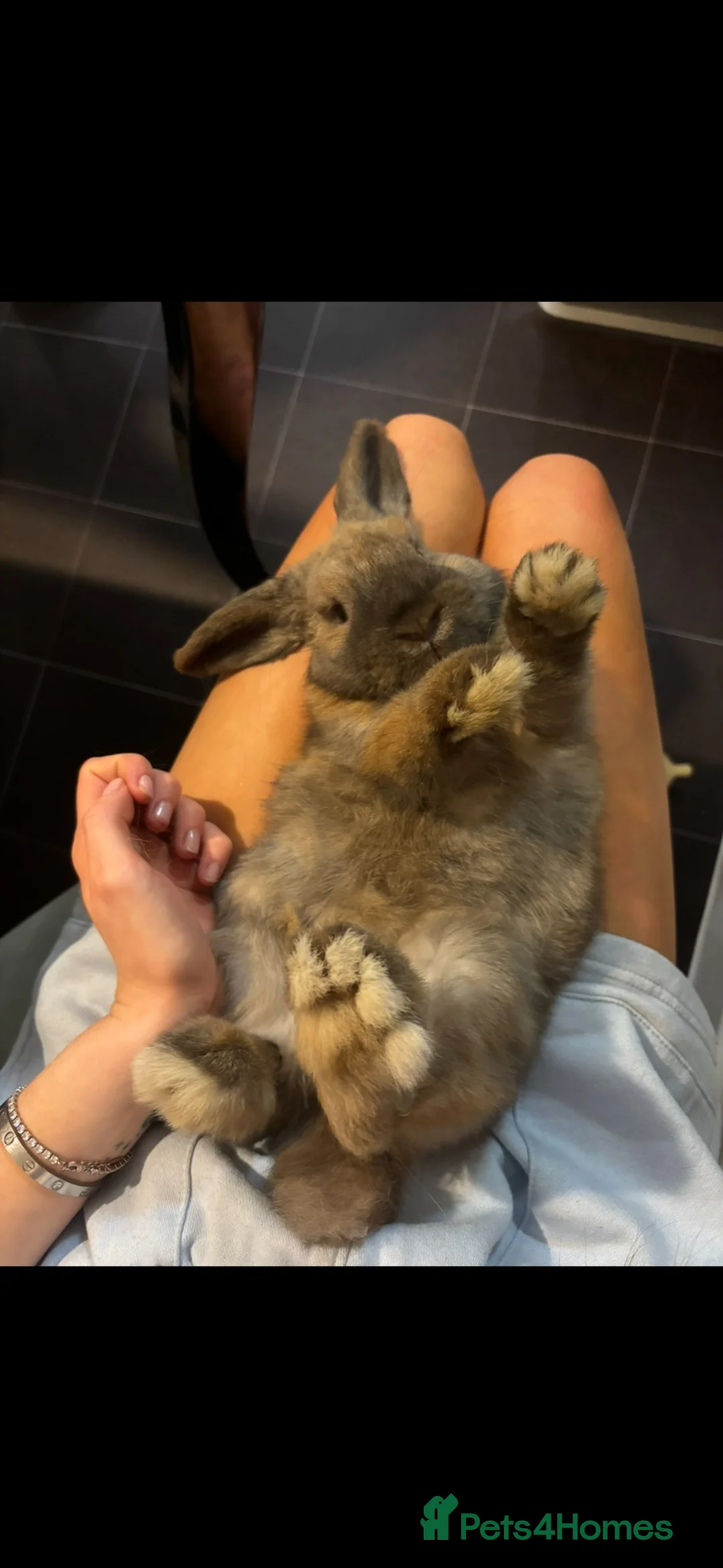 Mini Lop rabbits for sale: Mini lop bunny for sale  in Caterham - Advert 1