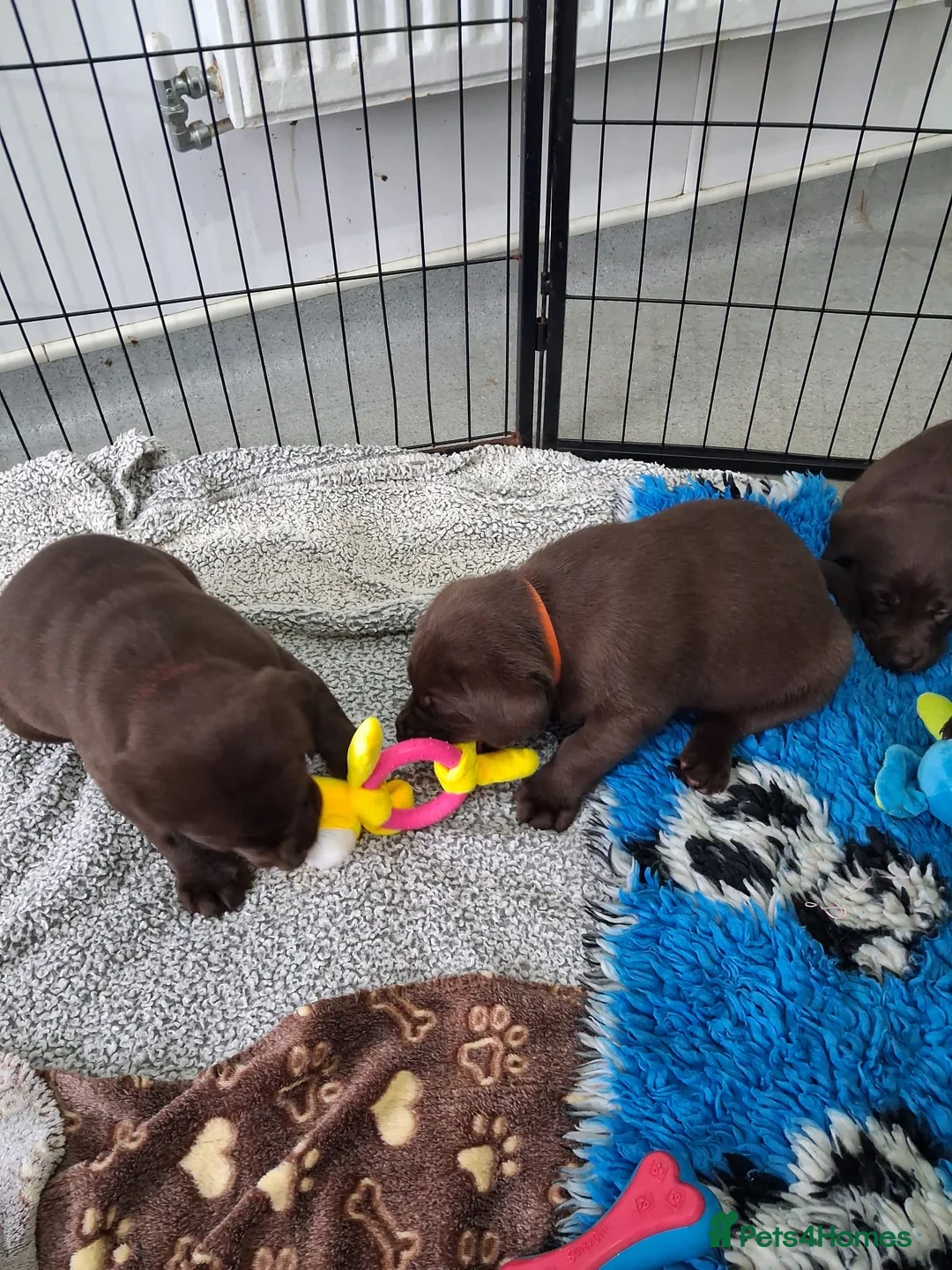 Labrador Retriever dogs for sale: KC Registered Chocolate Lab Pups - Advert 2