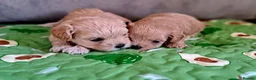 Maltipoo dogs for sale: F1 asian  **  Maltipoo  in Wellingborough - Advert 13