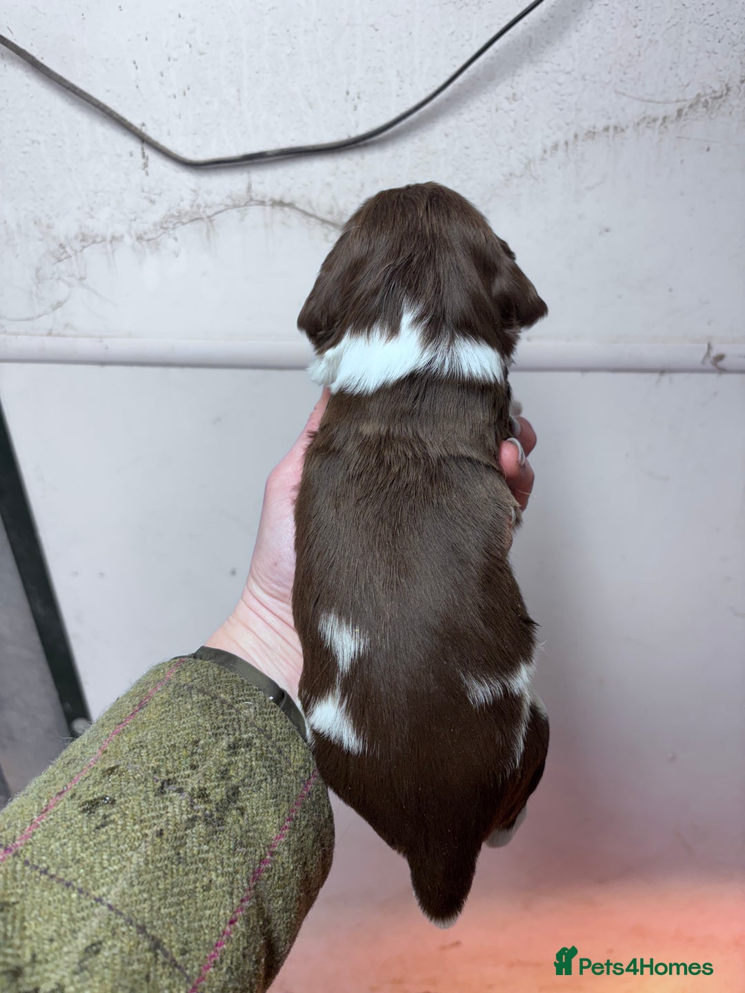 English Springer Spaniel dogs for sale: Springer spaniel Puppies  - Advert 3