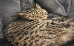 American Shorthair cats for sale: Lola  - Advert 2