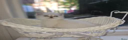 Scottish Fold cats for sale: Tica full pedigree scottish fold kittens london  - Advert 20