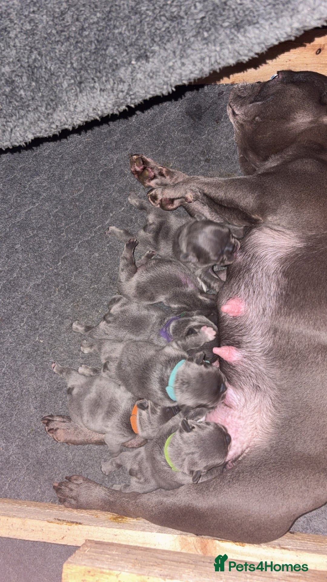 French Bulldog dogs for sale: Beautiful boy looking forever home  - Advert 5