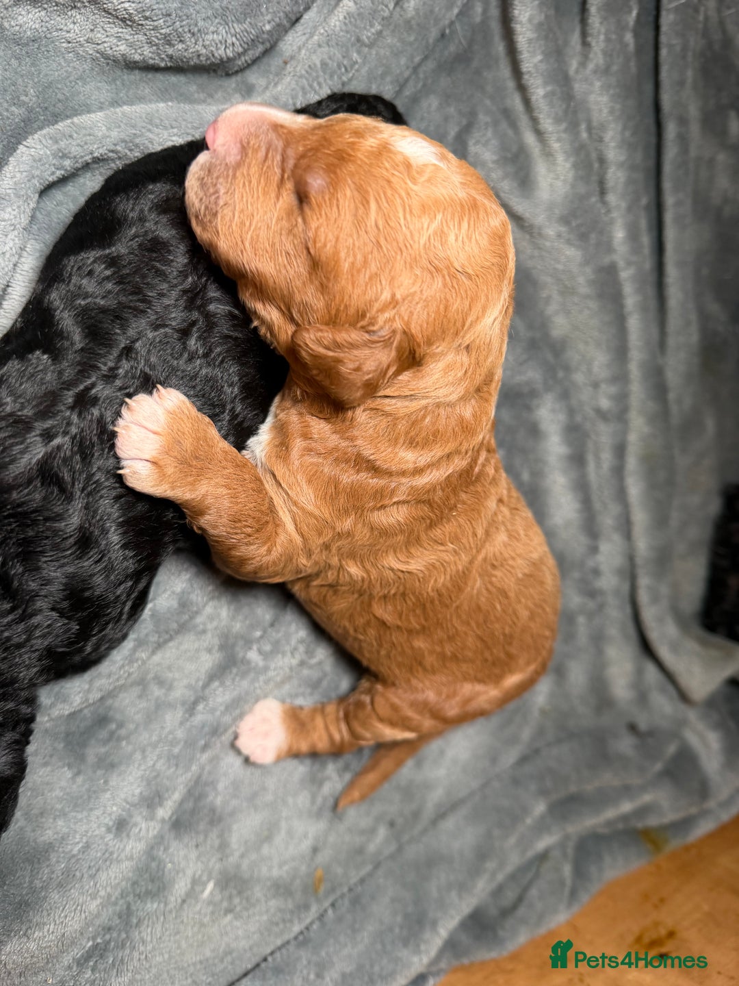 Goldendoodle dogs for sale: Beautiful Rainbow Litter of Goldendoodles - Advert 4