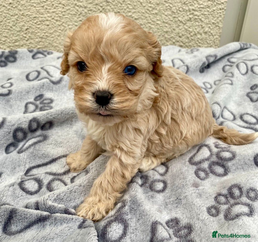 Cavapoo dogs for sale: Extensively Health tested F1 Toy Cavapoo puppies - Advert 1