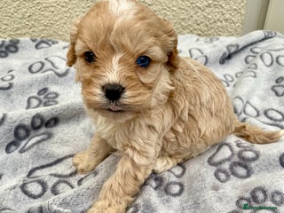 Cavapoo dogs Extensively Health tested F1 Toy Cavapoo puppies - Advert 3