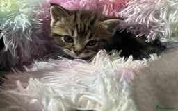 Mixed Breed cats for sale: Ragdoll mixed kittens Grey. Tabby. Speckled. Black - Advert 5