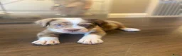 Olde English Bulldogge dogs for stud: Old english Bulldoge Fluffy PROVEN - Advert 2