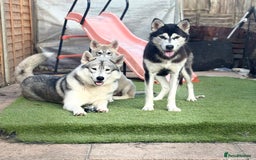 Utonagan dogs for sale: Make Huskey - Image 4