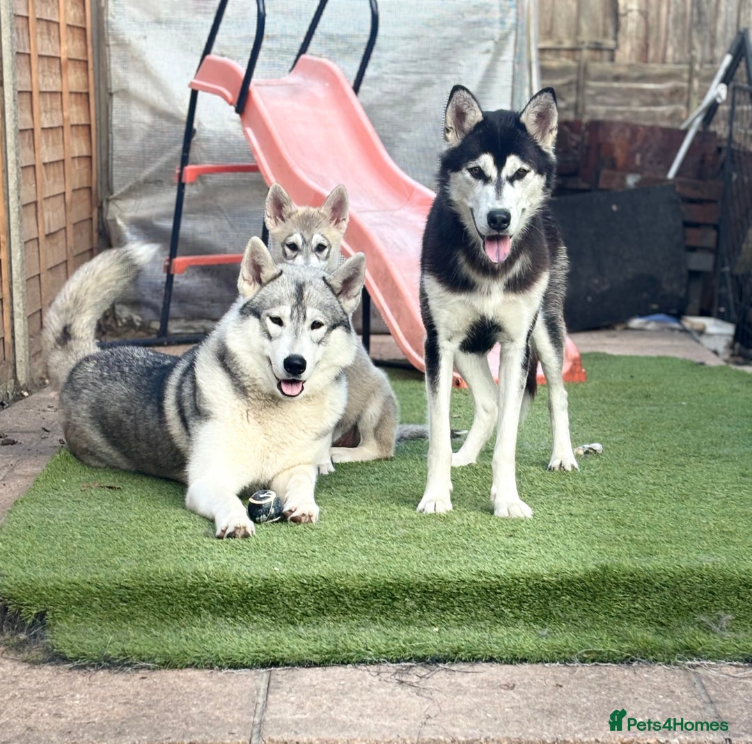 Utonagan dogs for sale: Make Huskey - Image 4