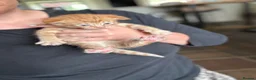 Mixed Breed cats for sale: Stunning Kittens - Advert 5