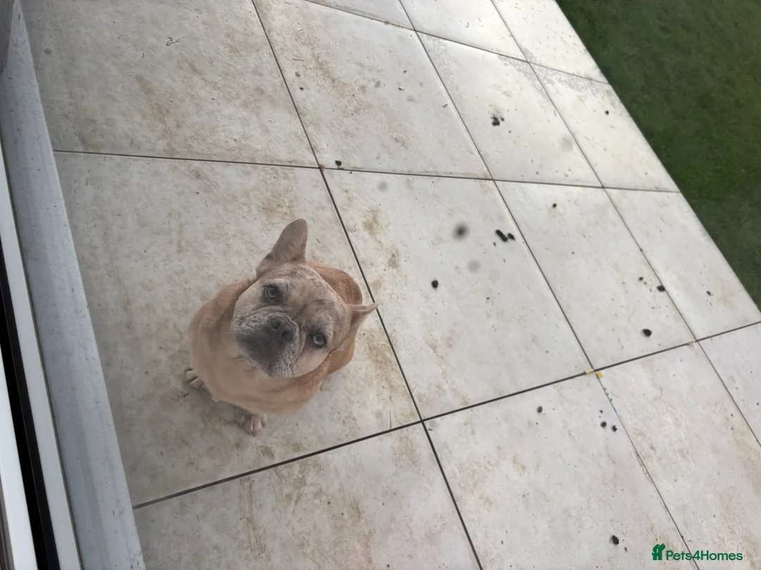 French Bulldog dogs for sale: Dapple Frenchbulldog - Advert 3