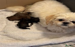 Shih Tzu dogs for sale: KC Shihtzu pups  - Image 20