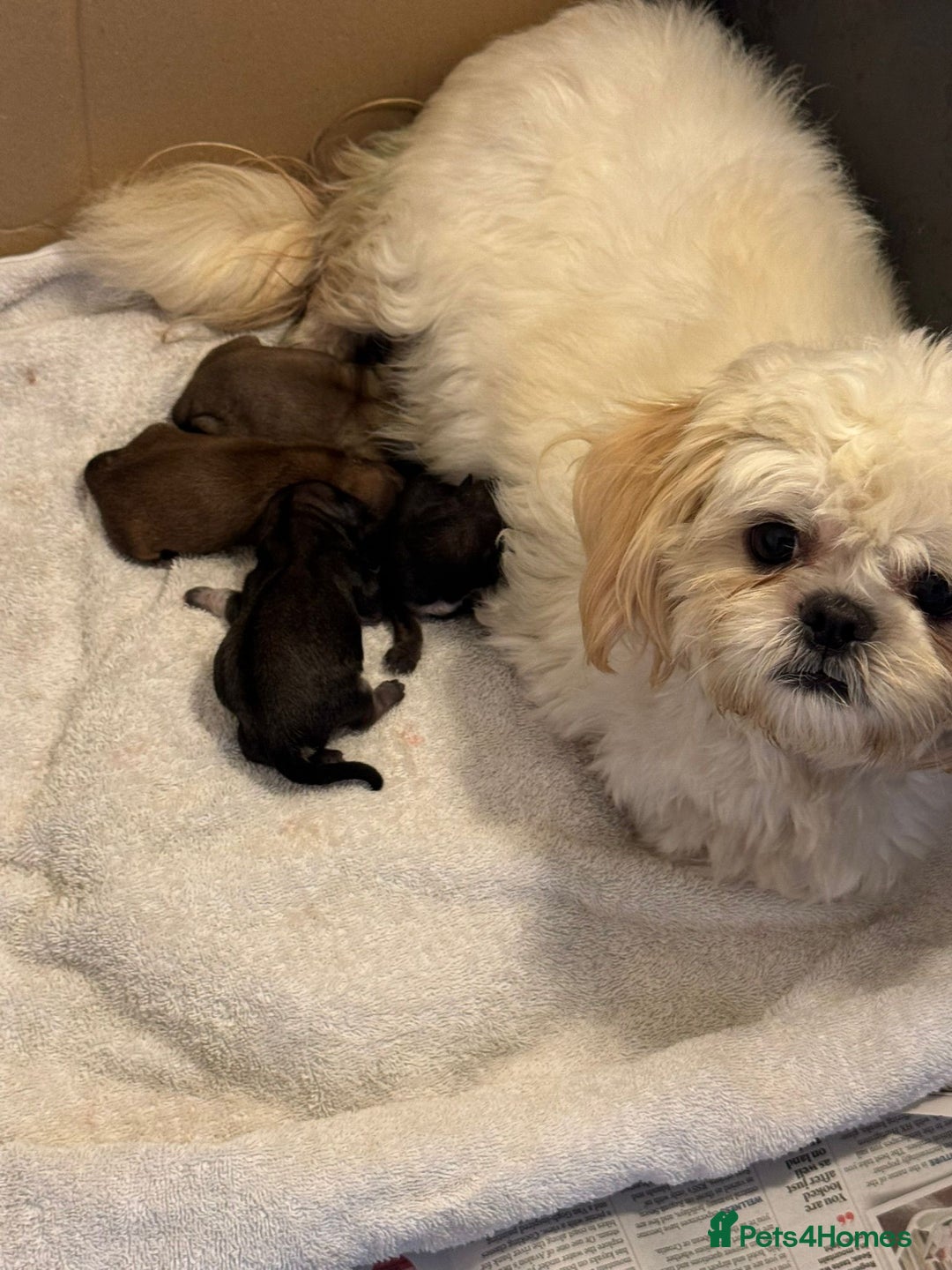 Shih Tzu dogs for sale: KC Shihtzu pups  - Image 20