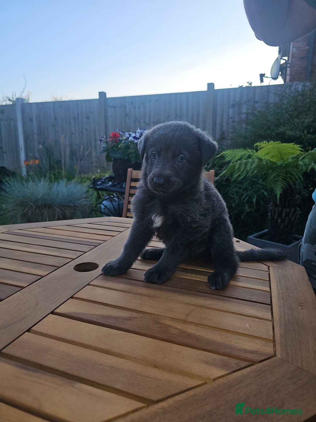 German Shepherd dogs for sale: Blue German shepherds for sale - Image 6