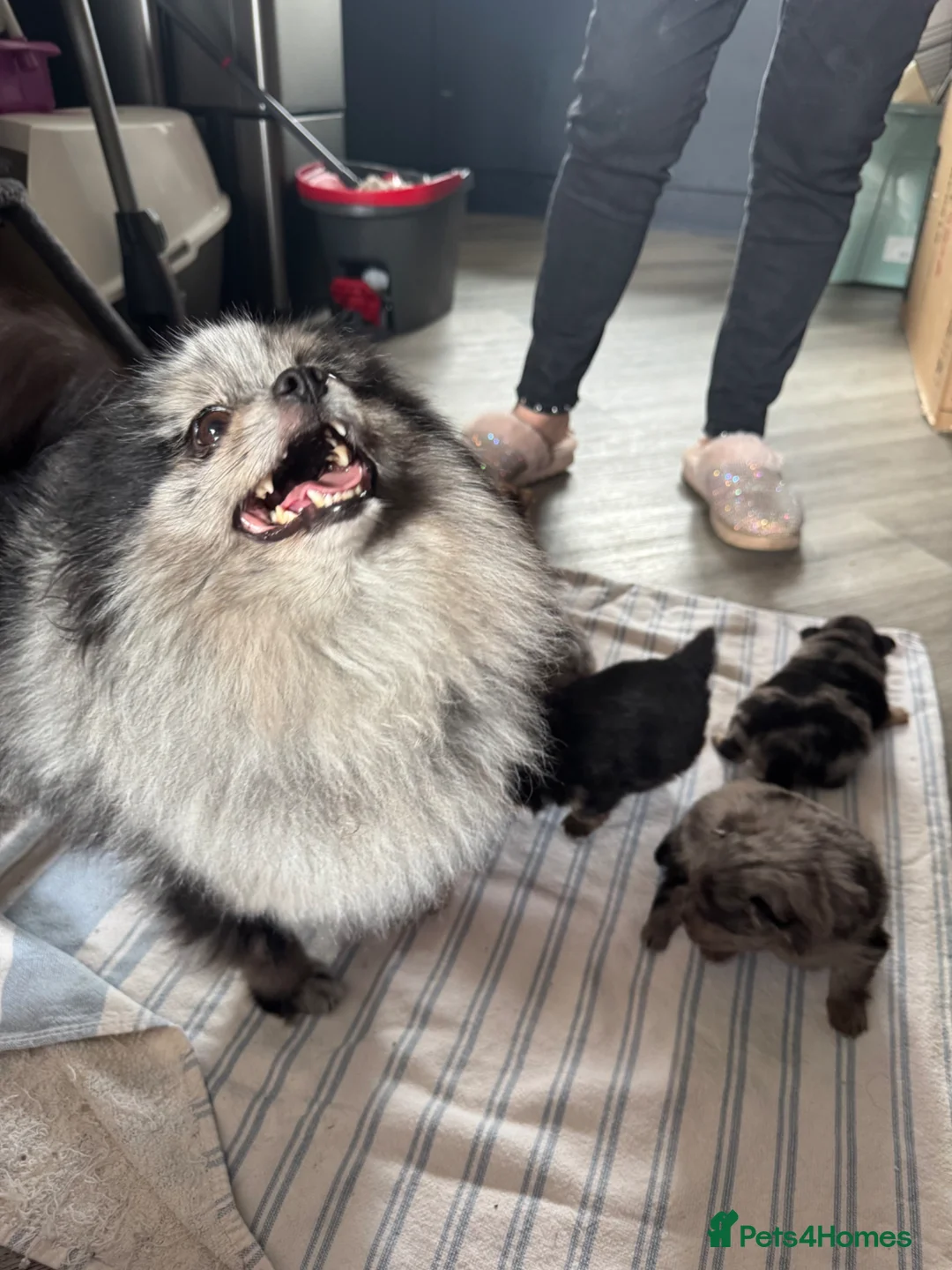 Pomeranian dogs for sale: Pomeranian in Stockport - Advert 2