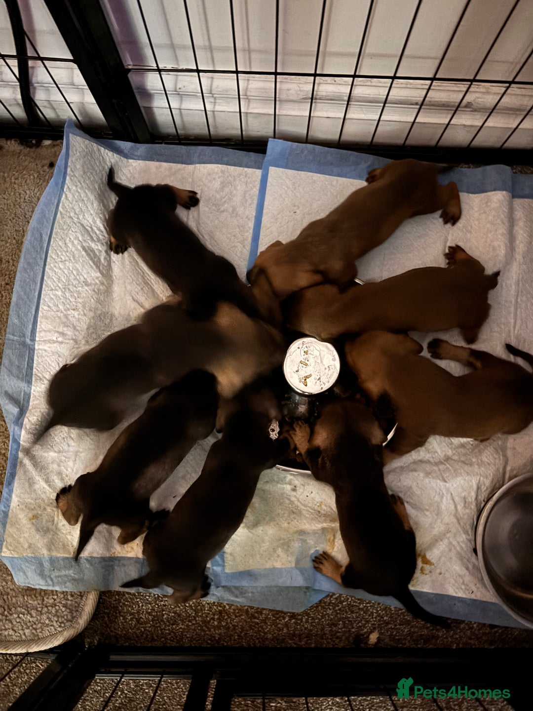 Dachshund dogs for sale: Wirehaired dachshund puppies  - Advert 4