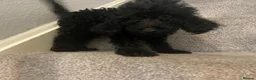 Cockapoo dogs for sale: *500*LAST  2 looking for their forever home  - Advert 5