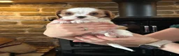 Cavalier King Charles Spaniel dogs for sale: Fully Health Tested Blenheim CKCS Puppies - Advert 15