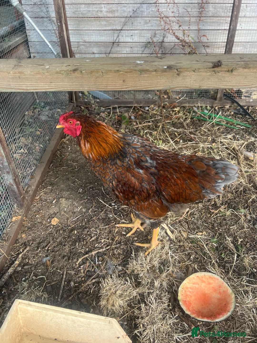 Chickens poultry for sale: Blue Laced Red Wyandotte Cockerel in Ware - Advert 2