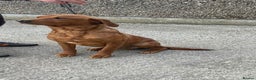 Labrador Retriever dogs for sale: Fox red Labrador puppies  - Advert 8