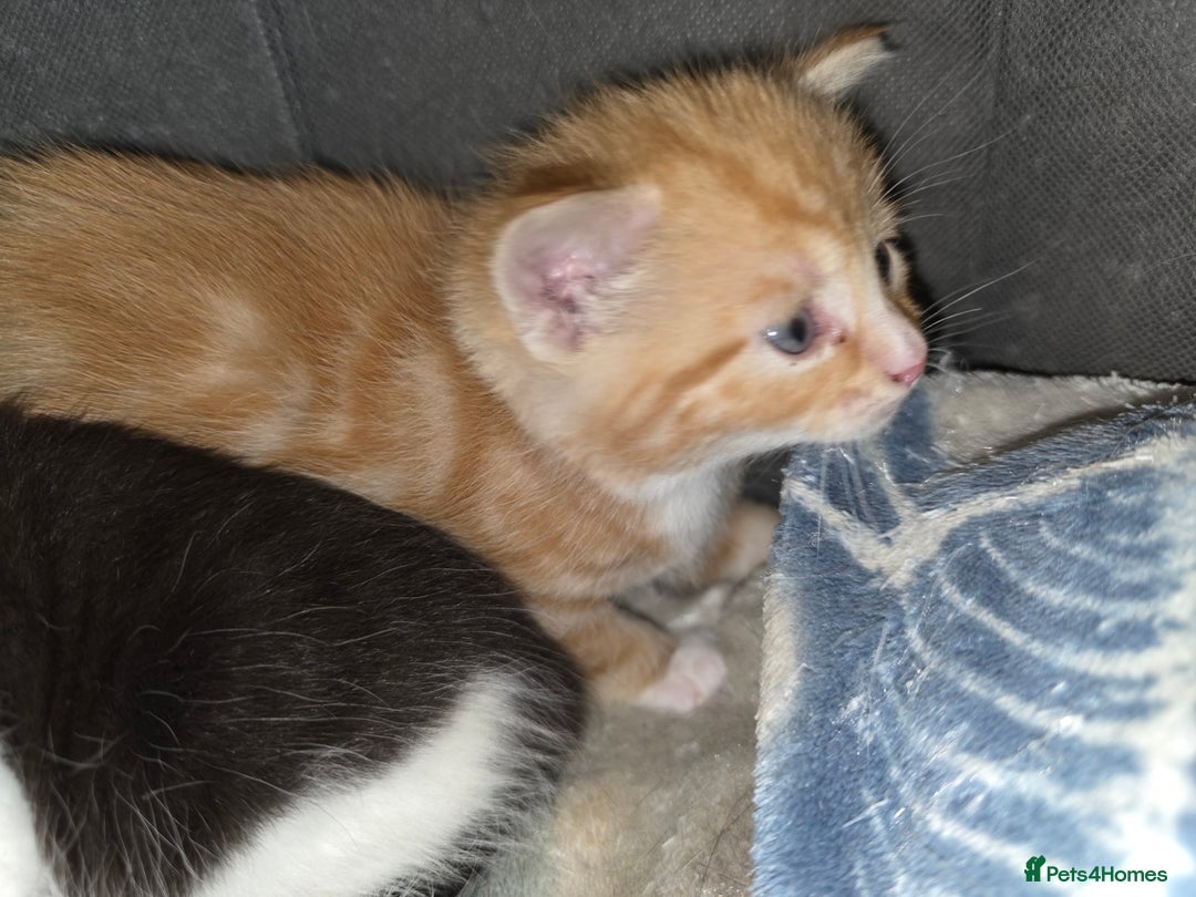 Mixed Breed cats for sale: Male part maincoon kittens - Image 5