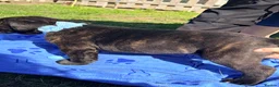 Cane Corso dogs for sale: Cane Corso puppy’s  - Advert 8